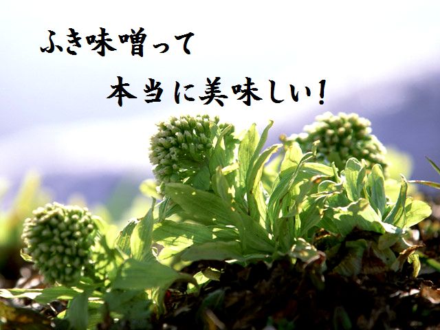 国産 ふき味噌 信州みそ使用 クリスマスファッション